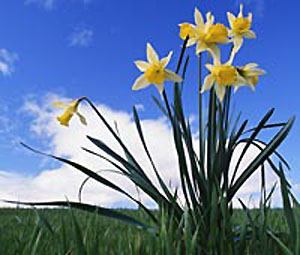 Alternative allergy treatments