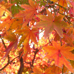 November is gloomiest month of the year