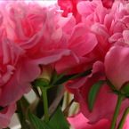 Seasonal wedding flowers: Summer