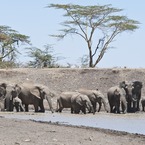 New safaris for experiencing Africa