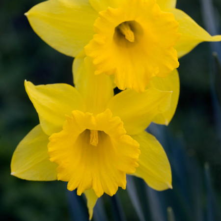 Daffodils