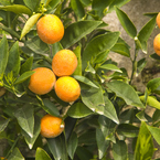 5 reasons why we love bergamot 