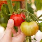 Life skills: How to grow your own tomatoes