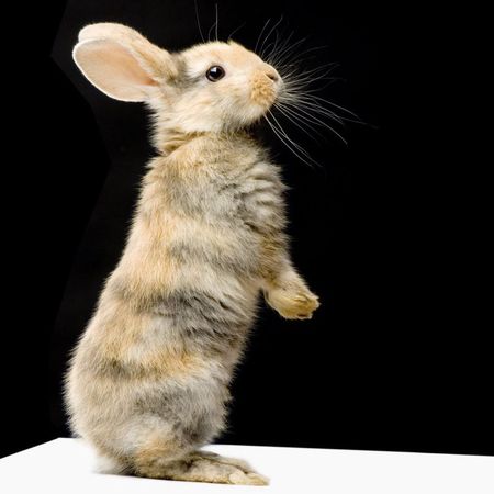 Rabbit