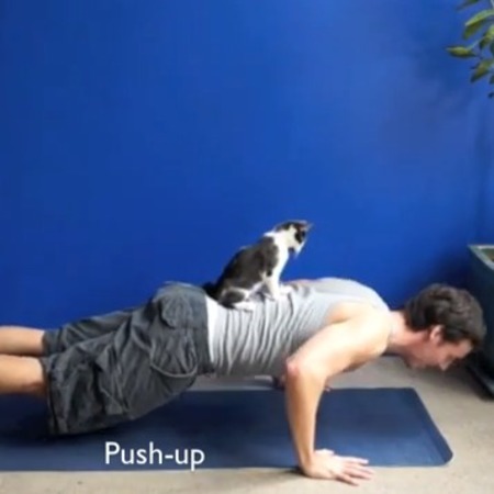 How to work out with your cat
