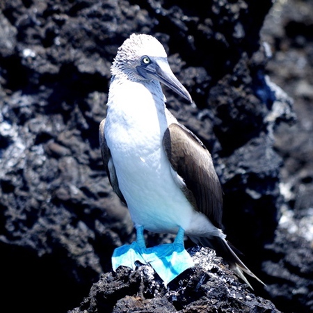 Blue footed Booby Galapagos Islands
