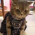 Victoria Beckham: 'Meet Earnie the cat'