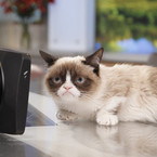 Grumpy Cat hates having its photo taken