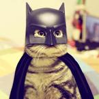 Costumes for animals