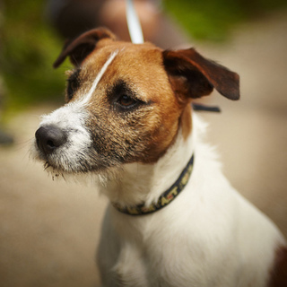 Dog holiday ideas - where to take your dog on holiday in the UK - UK holiday ideas - holiday destinations - travel ideas - handbag.com