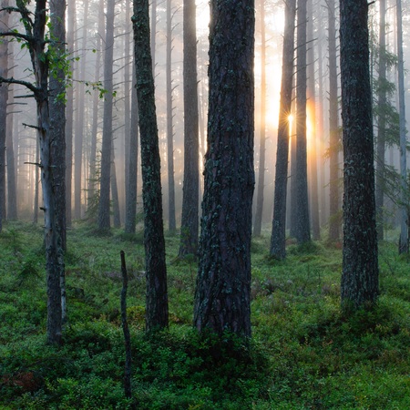 Estonian Forest - soomaa national park - bog walking review - travel bag - handbag.com