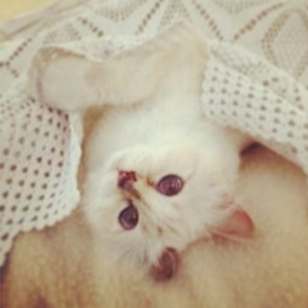 Karl Lagerfeld choupette - diet - instagram - releases new book - day bag - handbag.com