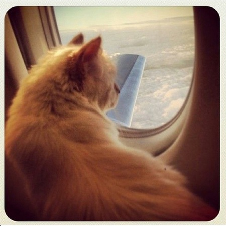Karl Lagerfeld choupette - travelling in plane - instagram - releases new book - day bag - handbag.com