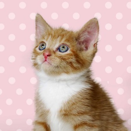 kitten shower Battersea Cats and Dogs home - London - feature - day bag - handbag.com